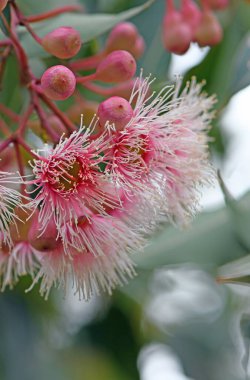 Avustralya 'nın yerli sakız ağacı Corymbia Peri Diş ipi, Myrtaceae ailesinin pembe ve beyaz çiçekleri. Batı Avustralya 'ya özgü Corymbia fifififiifolia tarlası. 