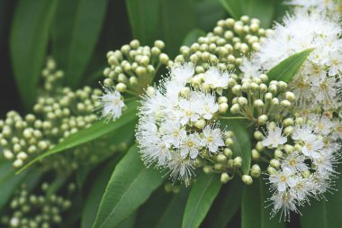 Avustralya yerlisi Lemon Myrtle 'ın beyaz çiçekleri ve tomurcukları, Backhousia citriodora, Myrtaceae ailesi. Yeni Güney Galler ve Queensland kıyı ormanlarına yayılmış. Limon aromalı yapraklar.