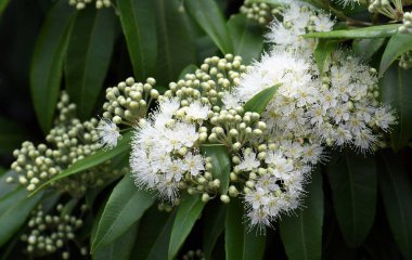 Avustralya yerlisi Lemon Myrtle 'ın beyaz çiçekleri ve tomurcukları, Backhousia citriodora, Myrtaceae ailesi. Yeni Güney Galler ve Queensland kıyı ormanlarına yayılmış. Limon aromalı yapraklar.