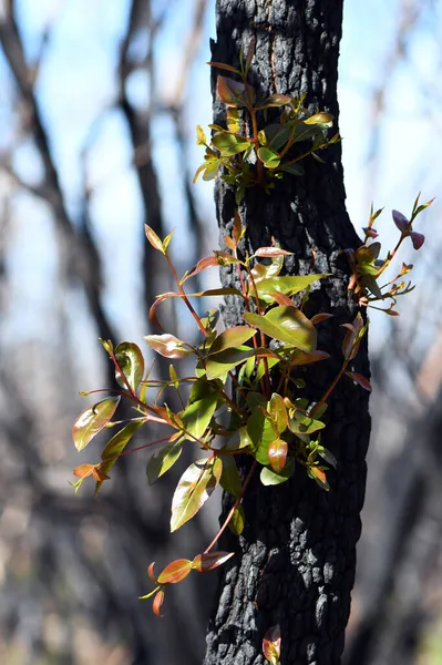 Eukalyptus Regeneruje Požáru Keřů Australském Nsw Nový Růst Pramení Epikormických — Stock fotografie