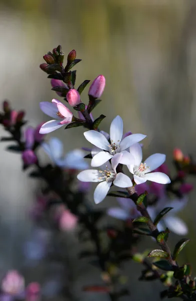 オーストラリア原産のBox Leaf Waxflower Philotheca Buxifolia 科のRutaceaeの白い花とピンクの蕾は 野生で成長し シドニー ニューサウスウェールズ州 オーストラリアで急いでいます — ストック写真