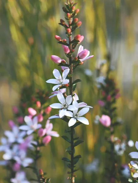 Białe Kwiaty Różowe Pąki Australijskiego Rodzimego Box Leaf Waxflower Philotheca — Zdjęcie stockowe