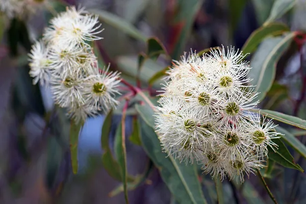 Fehér Virágok Ausztrál Származású Red Bloodwoodból Corymbia Gummiferából Myrtaceae Családból — Stock Fotó