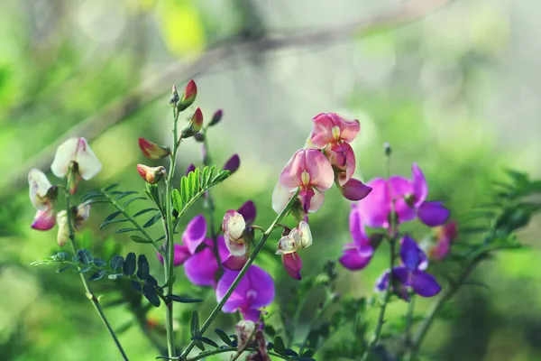 Färgglada Lila Och Aprikos Blommor Australisk Indigo Indigofera Australis Familj — Stockfoto