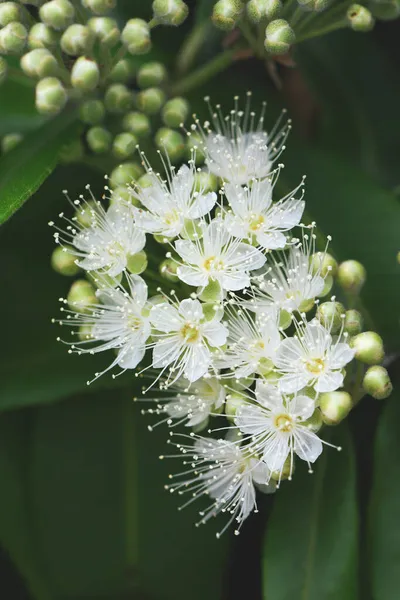 Avustralya yerlisi Lemon Myrtle 'ın beyaz çiçekleri ve tomurcukları, Backhousia citriodora, Myrtaceae ailesi. Yeni Güney Galler ve Queensland kıyı ormanlarına yayılmış. Limon aromalı yapraklar.