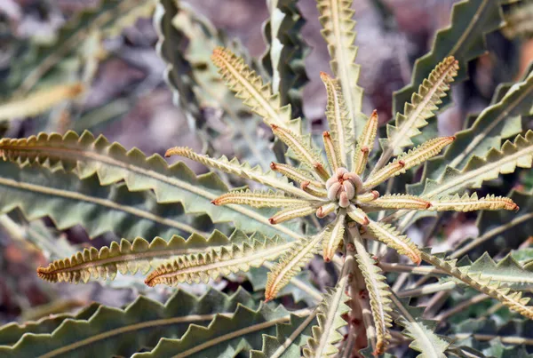 オーストラリア原産のAcorn Banksia Banksia Prionotes Family Proteaceの葉と新しい成長 オレンジバンクとも呼ばれる — ストック写真