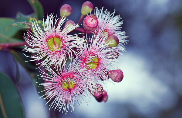 Pink and white blossoms and buds of the Australian native Corymbia Fairy Floss, family Myrtaceae. Grafted cultivar of Corymbia ficifolia which is endemic to Western Australia