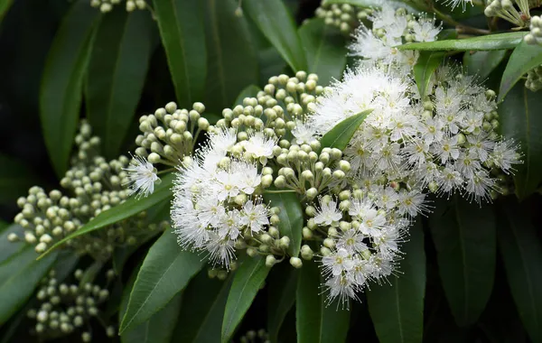 White flowers and buds of the Australian native Lemon Myrtle, Backhousia citriodora, family Myrtaceae. Endemic to coastal rainforest of New South Wales and Queensland. Lemon scented aromatic foliage