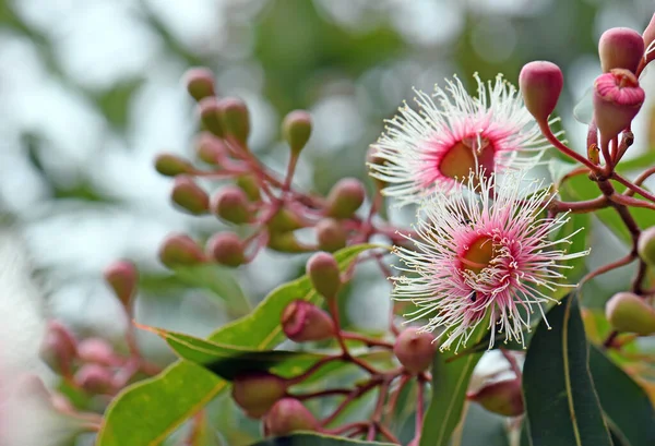 Pembe ve beyaz çiçek ve tomurcukları Avustralya 'nın yerlisi, Myrtaceae familyasından. Batı Avustralya 'ya özgü Corymbia fifififiifolia tarlası.