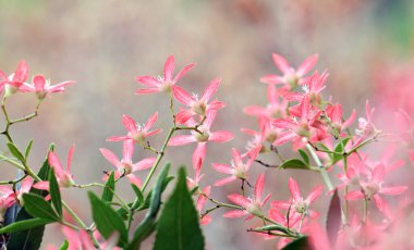 Avustralya Noel doğası ve fotokopi alanı. Yeni Güney Galler Noel Bush, Ceratopetalum gummiferum, Cunoniaceae familyasından parlak pembe sepaller..