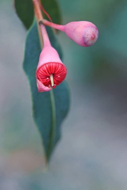 Pembe tomurcuk ve Avustralya yerlisi çiçek açan çiklet ağacı Corymbia fiifolia Wildfire türü Myrtaceae ailesinin kırmızı çiçekleri. Endemic to Stirling Ranges, Albany yakınlarında WA 'nın güney batı kıyısında.