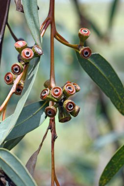 Kırmızı sakız ve mavi yeşil yapraklar nadir bulunan Mallee Ash, Eucalyptus luehmanniana, Myrtaceae ailesinden. Sydney, NSW 'nin kuzey ve güney sahillerinde yaşayan tehdit altındaki türler.