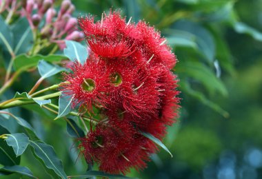 Avustralya 'nın yerli sakız ağacı Corymbia fiifolia Wildfire' ın kırmızı çiçekleri, Myrtaceae Ailesi. Endemic to Stirling Ranges Albany yakınlarında Batı Avustralya 'nın güney batı kıyısında.