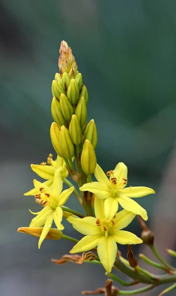 Australian Native Yellow Star Shaped Flowers Bulbine Lily Bulbine Glauca — Stock Photo, Image