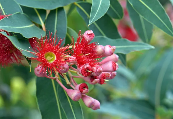 Czerwone Kwiaty Różowe Pąki Australijskiego Rodzimego Drzewa Kwitnącej Gumy Corymbia — Zdjęcie stockowe