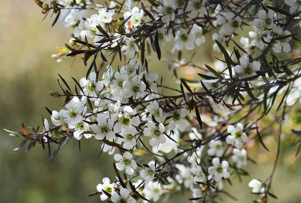 黄色の茶の木の白い花のオーストラリアの自然背景 Leptospermum Polygalifolium 家族の距離 シドニー ニューサウスウェールズ州 タントゥンとも呼ばれる ヨーク岬からニューサウスウェールズ州南部への東オーストラリア州の砂岩の土壌へのエンデミック — ストック写真