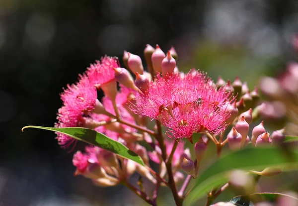 Růžové Květy Poupata Australského Domorodého Kvetoucího Stromu Corymbia Ficifolia Čeledi — Stock fotografie