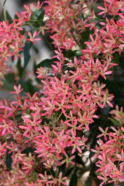 Новый Южный Уэльс Рождественский Буш Ceratopetalum Gummiferum Семейство Cunoniaceae Является — стоковое фото