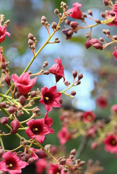 Grandes Flores Forma Campana Rosa Roja Clarabelle Kurrajong Brachychiton Vinicolor — Foto de Stock