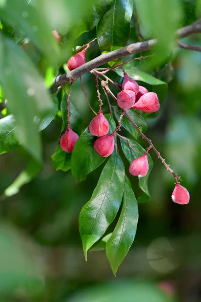 Frutos Rosados Rojos Del Árbol Nativo Selva Tropical Del Este — Foto de Stock