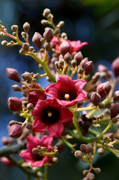 Grandes Flores Forma Campana Rosa Roja Clarabelle Kurrajong Brachychiton Vinicolor — Foto de Stock