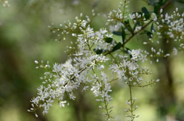 Avustralyalı Blackthorn, Bursaria spinosa, Pittosporaceae familyasından narin kokulu, beyaz çiçekler. Endemik doğu ve güneydoğu Avustralya 'da. Tatlı Bursaria ya da Kastanet Bush olarak da bilinir. Kalp şeklinde tohum kapsülleri var.