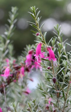 Kuraklığın pembe çiçekleri Avustralya doğumlu Warty Fuchsia Bush, Eremophila latrobei, Scrophulariaceae familyasından. Batı Avustralya 'ya salgın hastalık. Latrobes Emu Bush olarak da bilinir.