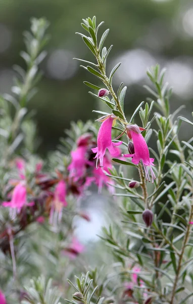 Розовые Цветы Засухи Выносливые Австралийские Коренные Warty Fuchsia Bush Eremophila — стоковое фото