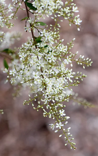 Delicate Geurige Witte Bloemen Van Australische Blackthorn Bursaria Spinosa Familie — Stockfoto