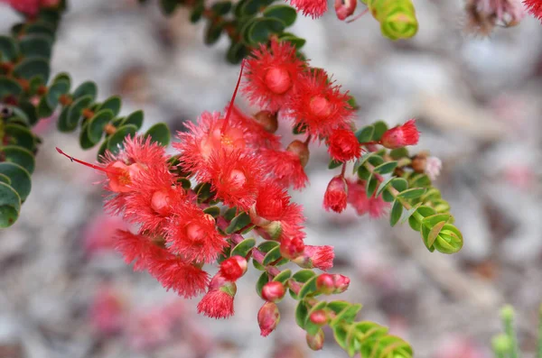 Red flowers of the Western Australian native Scarlet Feather Flower, Verticordia grandis, family Myrtaceae. Endemic to woodland and heath of WA. Common name comes from the fringed calyx. Flowers spring and summer.
