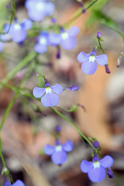 Niebieskie Lub Fioletowe Kwiaty Australijskiego Rodzimego Trailing Lobelia Lobelia Andrewsii — Zdjęcie stockowe