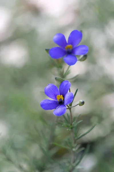 Австралийский Коренной Синий Палец Цветок Cheiranthera Linearis Семейство Pittosporaceae Общепринятое — стоковое фото