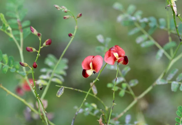 Vörös Sárga Virágok Ausztrál Őshonos Smooth Darling Pea Swainsona Galegifolia — Stock Fotó