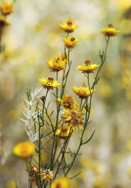 Gele Bloemen Van Oost Australische Inheemse Sticky Everlasting Daisy Xerochrysum Stockfoto