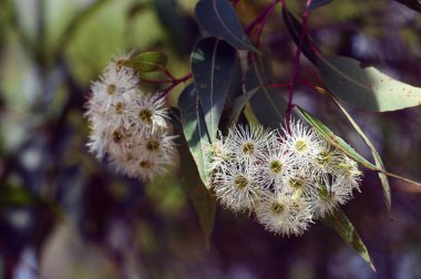 Avustralya yerlisi Red Bloodwood 'un beyaz çiçekleri, Corymbia gummifera, Myrtaceae ailesi, Sydney Woodland, NSW' de. Eucalyptus Gummifera olarak da bilinir. Endemik Avustralya 'nın doğu kıyısında.