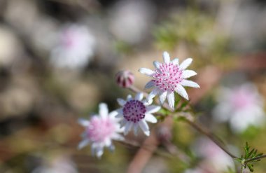 Nadir bulunan Avustralya yerlisi Pembe Flannel Çiçeği, Actinotus Forsythii, Apiaceae ailesinin narin küçük çiçekleri. Açık ormandaki nemli bölgelere ve Mavi Dağlar 'daki fundalığa yayılmış. Çalı ateşi ve ardından filizlenmek için iyi bir yağmur gerekir..