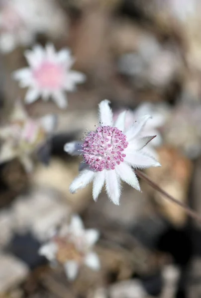 Нежные Маленькие Цветы Редкого Австралийского Уроженца Pink Flannel Flower Actinotus — стоковое фото