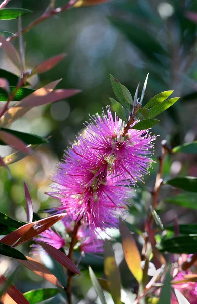 Close Vibrant Pink Flowers Australian Native Bottlebrush Callistemon Violaceus Cultivar — Stock Photo, Image