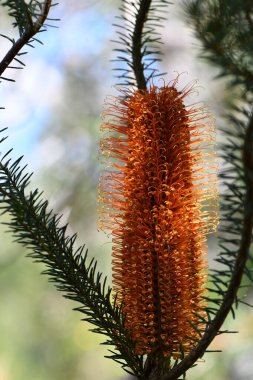 Avustralya doğumlu Heath Banksia, Banksia ericifolia, Proteacea, NSW 'nin turuncu çiçekleri. Endemic Doğu Avustralya 'da. Sonbahardan kışa çiçeklenme.