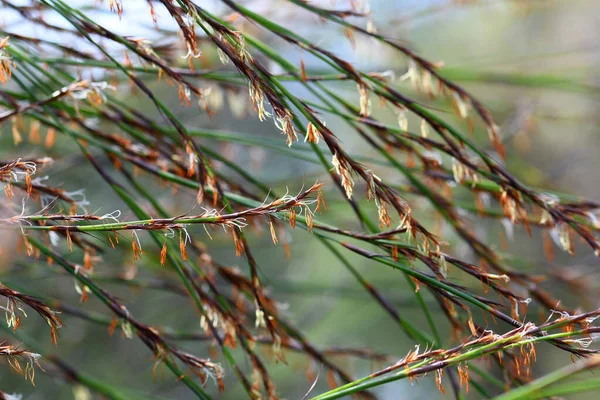 Stengels Bloemen Van Australische Thick Twist Rush Caustis Pentandra Familie — Stockfoto