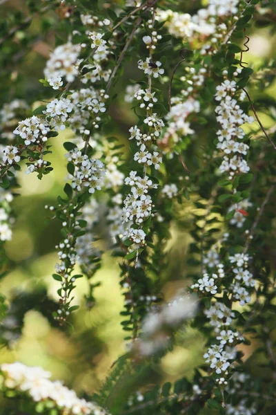 Spray Van Kleine Witte Bloemen Van Australische Inheemse Heide Soort — Stockfoto