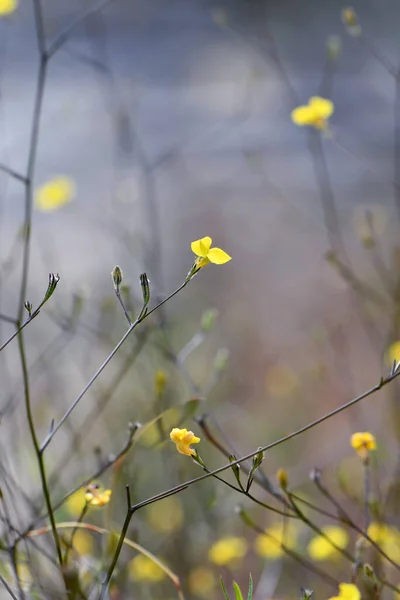 Small Yellow Flower Australian Native Herb Goodenia Dimorpha Family Goodeniaceae — Foto de Stock