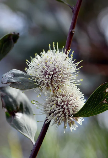 Crème Paarse Bolvormige Bloem Grote Blauwgroene Bladeren Van Australische Inboorling Stockafbeelding