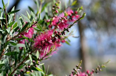 Parlak güneşli Avustralya doğal bahçesi Callistemon ve Melaleuca melezlerinin canlı pembe şişe fırçası çiçekleri Myrtaceae ailesi.