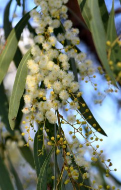 Altın Gıdıklama 'nın sarı çiçekleri, Acacia pycnantha, Fabaceae ailesi. Endemik Avustralya 'nın güneydoğusunda. Avustralya Cumhuriyeti armasında beliriyor..