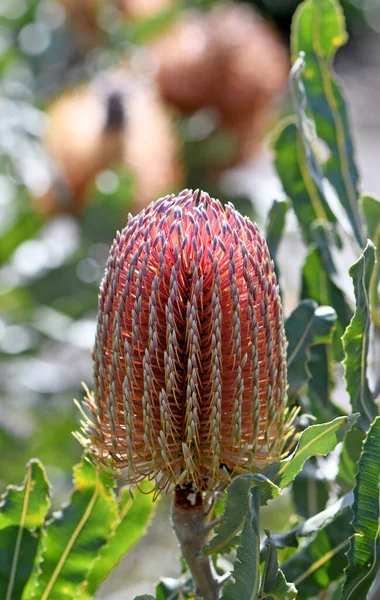 Pembe turuncu çiçek başı ve Avustralya 'nın yerli odun banksia, Banksia menziesii, Proteaceae familyasından yeşil tırtıklı yapraklar. Batı Avustralya Endemisi. 