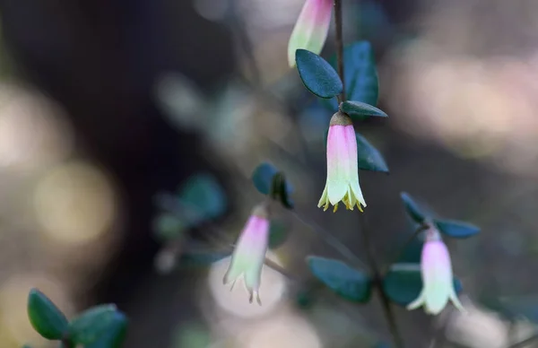 Закрыть Бледно Зелеными Розовыми Тубулярными Цветками Австралийского Корня Correa Cultivar — стоковое фото