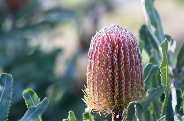 Australian Nature Background Pink Orange Flower Head Australian Native Firewood — стокове фото