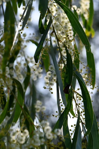 Golden Wattle Acacia Pycnantha Fabaceae Család Sárga Virágai Endemic Dél — Stock Fotó