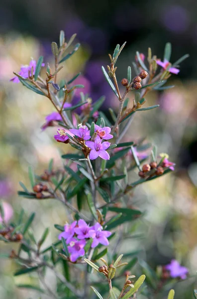 Kwiaty Australijskiego Rodzimego Krzewu Pink Phebalium Phebalium Nottii Rodzina Rutaceae — Zdjęcie stockowe